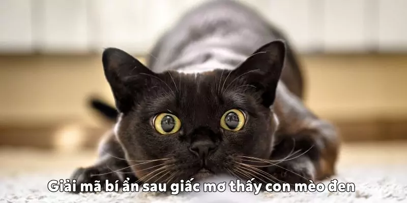 mơ thấy con mèo đen 