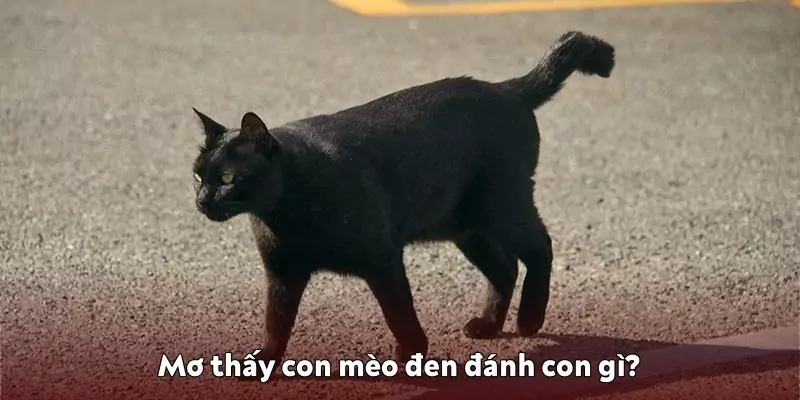Mơ thấy con mèo đen đánh con gì?
