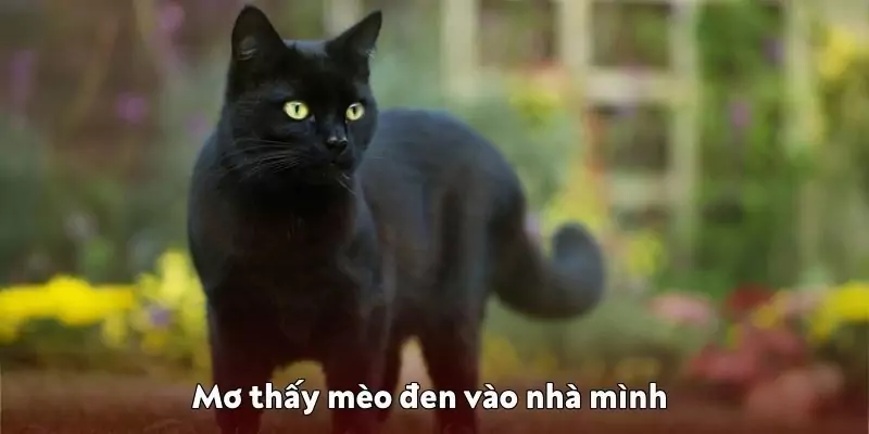 Mơ thấy mèo đen vào nhà mình dự báo về vị khách lạ